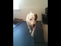 My JRT on the treadmill - http://bit.ly/4uNaIC - he loves it!