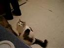 3-month-old-ragdoll-kitten-loses-his-mind-on-leather-ottoman.html