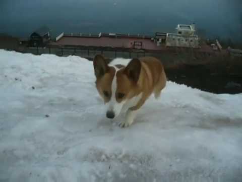 Goro@Welsh corgi 20090526 Snow