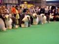 Antiguo Perro Pastor Inglés video