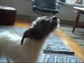videos de Zixten Sings