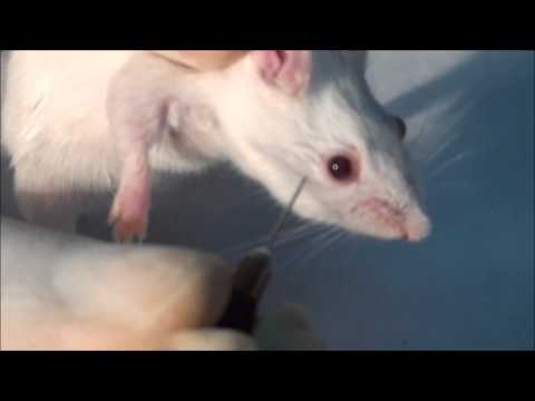 how to bleed mice