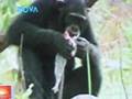 Almost human: Chimpanzees adapt to survive