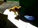 Mi gata la panza Mi gata la panza