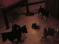 Basenji video