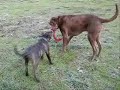 Abandoned Puppy Needs Family