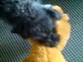kampfhund^^