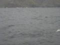 Dolphins at Slieve League, Co. Donegal, Ireland