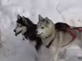 Pretty Sled Dogs/Iditarod