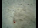 ferdy xupando la sangre