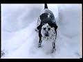 Dog Having a Blast in the Snow - Video.flv Dog Having a Blast in the Snow - Video.flv