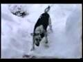 videos de Dog Having a Blast in the Snow - Video.flv
