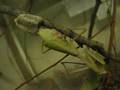 Praying mantis laying an ootheca (egg case)