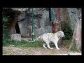White Tigers at the Chiang Mai Zoo, Chiang Mai Thailand