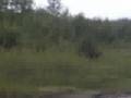 WHITECOURT JET BOAT RACES 2005