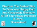 Puppy School Training, Yorkie Puppy, Puppy Potty Training