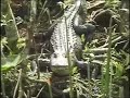 Gator Park Gator Park