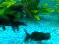 fish 2