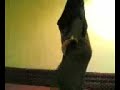 شكشكه رقص جنس