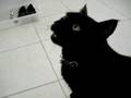 黒猫のたっちゃん