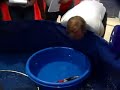 All-American Koi Breeders Show