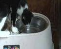 maman et chaton ont soif maman et chaton ont soif