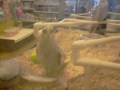 FMA Pet Store Birds