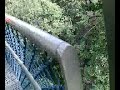 Treetop Walk Singapore