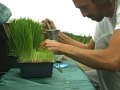 WHEATGRASS, THE MIRACLE SUPERFOOD + How to Make Wheat Grass Juice !! ;-)