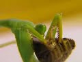 Afrikanische Gottesanbeterin (Sphodromantis centralis)