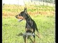 Rigel Four Dobermanns