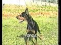 Rigel Four Dobermanns