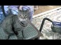 vacuum-cleaning-our-cat-baby.html