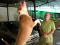 Treinamento de Pit Bull - Huger