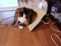 猫、お腹がひっかかる