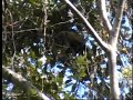 Alouatta palliata albine Mono aullador albino