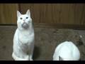 癒しねこ