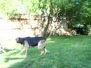 Dog Fight!