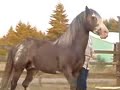 Paisano - Spanish Mustang Stallion Paisano - Spanish Mustang Stallion