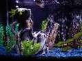 55 Gallon Community Aquarium (Freshwater)