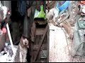 Sauvetage des cockers à Peyrat-le-Château 87