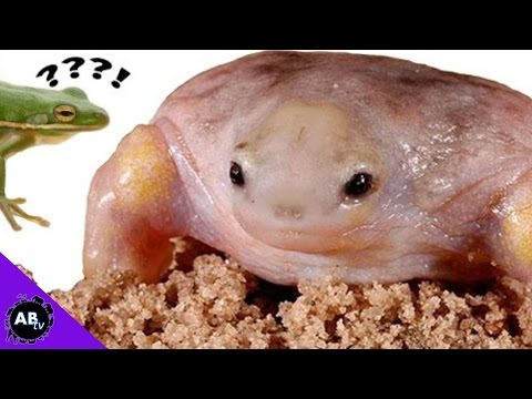 YouTube reptile video