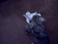 the puppies are now about 6 weeks in this video