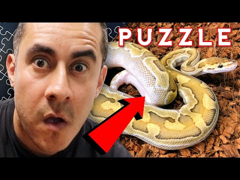 YouTube reptile video
