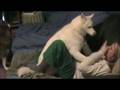 Crazy Huskies