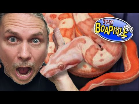 YouTube reptile video
