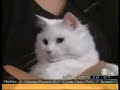 ALLERCA Hypoallergenic Cat - Various