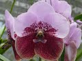 http://www.tusorquideas.com Las orquideas son excelentes plantas para coleccionar en tu jardin y en tu hogar. El cuidado y el cultivo de las orquideas son imprescindibles para que las tengas siempre con flores bellas y un follaje exhuberante.