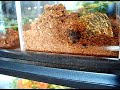 Click here to watch this video Thor the Tarantula catches a meal worm