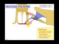 Velo del paladar Velo del paladar